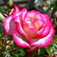 Роза плетистая Хэндэл-двухцветная