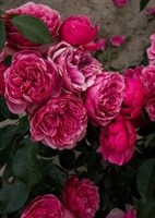 Роза шраб Моджо-фуксия