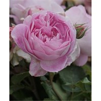 Роза шраб Вивант-розовый