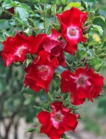 Роза почвопокровная Рубидо-красный