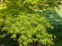 Клен дланевидный-зеленый Клен дланевидный-зеленый