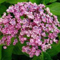 Гортензия макрофила Аиша-розовый Гортензия макрофила Аиша-розовый
