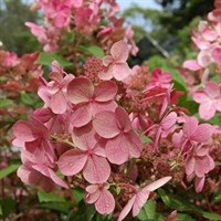 Гортензия метельчатая Эрли Сенсейшен/Балк-розовый Гортензия метельчатая Эрли Сенсейшен/Балк-розовый