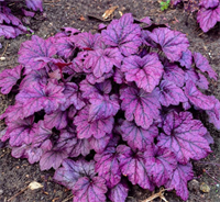 Гейхера Плюм Роял (Heuchera Plum Royal) Гейхера Плюм Роял (Heuchera Plum Royal)