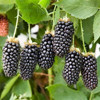 Ежевика кустистая Карака Блек -темно-синяя Ежевика кустистая Карака Блек -темно-синяя