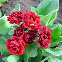 Примула ушковая Кримсон Глоу-красный Примула ушковая Кримсон Глоу-красный