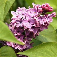 Сирень обыкновенная Аметист -розовый Сирень обыкновенная Аметист -розовый