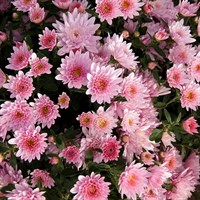 Хризантема Прекосита Парме-розовый
