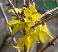 Форзиция Медоуларк-желтый Форзиция Медоуларк-желтый