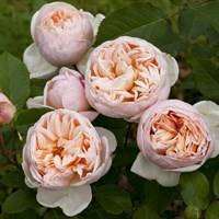 Роза Бэлль Романтика -розовый