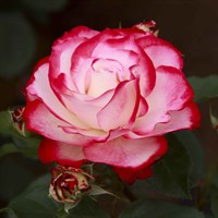 Роза Жюбиле дю Принц де Монако -двухцветный
