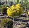 Сосна горная Винтер Голд  (Pinus mugo 'Winter Gold') - фото 13681