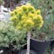 Сосна горная Винтер Голд  (Pinus mugo 'Winter Gold') 3251 - фото 13682