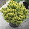 Сосна горная Винтер Голд  (Pinus mugo 'Winter Gold') 3251 - фото 13683