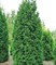 Туя западная Брабант