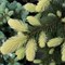 Ель колючая Белобок  (Picea pungens 'Białobok') 3610 - фото 15835