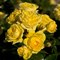 Роза Фрезия на штамбе -желтый