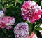 Роза Твистер на штамбе-двухцветный