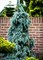 Ель колючая Зе Блюз  (Picea pungens 'The Blues') 3670 - фото 16177 Ель колючая Зе Блюз  (Picea pungens 'The Blues') 3670 - фото 16177