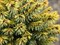 Ель сербская Певе Тиджин (Picea omorika Peve Tijn) 3695 - фото 16282