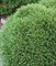 Сосна горная Гнездо (Pinus mugo Hnizdo) 3696 - фото 16286