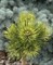 Сосна горная Саншайн   (Pinus mugo 'Sunshine') 3697 - фото 16290 Сосна горная Саншайн   (Pinus mugo 'Sunshine') 3697 - фото 16290