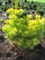 Сосна веймутова Луи (Pinus strobus Louie) 3699 - фото 16301