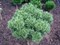 Сосна веймутова Тини Кёрлс  (Pinus strobus 'Tiny Curls') 3705 - фото 16327 Сосна веймутова Тини Кёрлс  (Pinus strobus 'Tiny Curls') 3705 - фото 16327