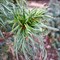 Сосна веймутова Тини Кёрлс  (Pinus strobus 'Tiny Curls') 3705 - фото 16329 Сосна веймутова Тини Кёрлс  (Pinus strobus 'Tiny Curls') 3705 - фото 16329