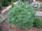 Сосна веймутова Тини Кёрлс  (Pinus strobus 'Tiny Curls') 3705 - фото 16330 Сосна веймутова Тини Кёрлс  (Pinus strobus 'Tiny Curls') 3705 - фото 16330