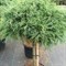 Сосна веймутова Грин Твист  (Pinus strobus Green Twist) 3744 - фото 16494 Сосна веймутова Грин Твист  (Pinus strobus Green Twist) 3744 - фото 16494