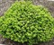 Ель обыкновенная Литтл Джем (Picea abies Little Gem) 3791 - фото 16622
