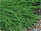 Можжевельник обыкновенный Грин Карпет на штамбе  (Juniperus comm. 'Green Carpet') - фото 16656
