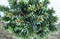 Ель сербская Беран на штамбе (Picea omorika 'Beran') - фото 16668