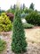 Ель обыкновенная Купрессина (Picea abies Cupressina) - фото 16669