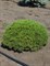 Сосна горная Сьюзи (Pinus mugo Suzy) 3820 - фото 16671