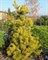 Сосна обыкновенная Волтингс Голд (Pinus sylvestris Wolting's Gold) - фото 16673