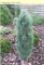 Сосна обыкновенная Бейлис Апрайд (Pinus sylvestris 'Bailey's Upright) - фото 16675