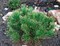 Сосна горная Дикобраз (Pinus mugo Dikobraz) - фото 16677