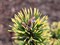 Сосна горная Голден Флеш (Pinus mugo Golden Flash) - фото 16690