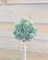 Ель сизая Милфорд на штамбе (Picea glauca Milford) - фото 16709