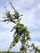 Сосна Бэнкса Буш Твистер (Pinus banksiana 'Bush's Twister') - фото 16711