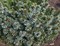 Ель сербская Каменц на штамбе (Picea omorika Kamenz) - фото 16720