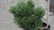 Сосна  скрученная Krnak (Pinus contorta Krnak) 3865 - фото 16733