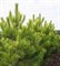Сосна черная Голдфингерз (Pinus nigra Goldfinger) - фото 16747