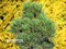 Сосна  скрученная Krnak (Pinus contorta Krnak) - фото 16750