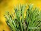 Сосна  скрученная Krnak (Pinus contorta Krnak) 3865 - фото 16751