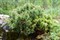 Сосна горная Халлада (Pinus mugo Halada) - фото 16752