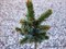 Ель обыкновенная Кушель на штамбе (Picea abies Kushel) - фото 16753