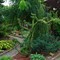 Лиственница Диана (Larix kaempferi "Diana") 3719 - фото 16755